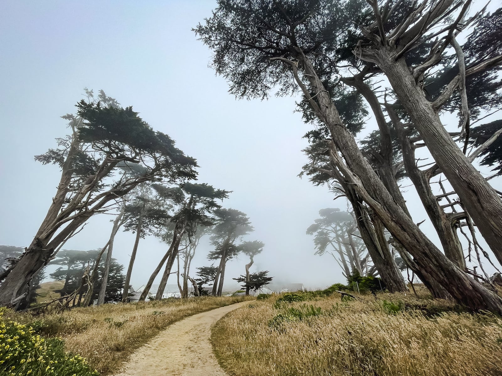 Cypress trees at the start of Tomales Point Trail