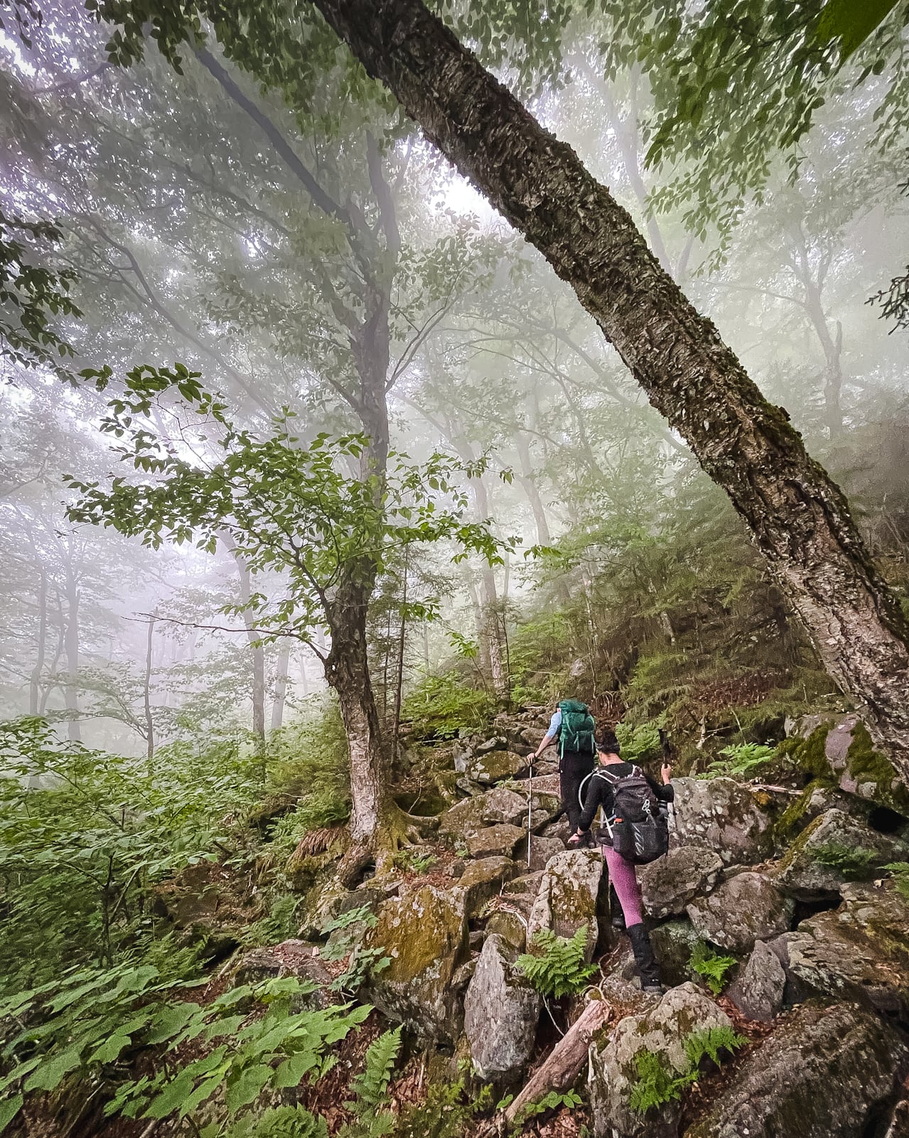 Rocky and Lone from Moonhaw via Balsam Cap in the Catskills