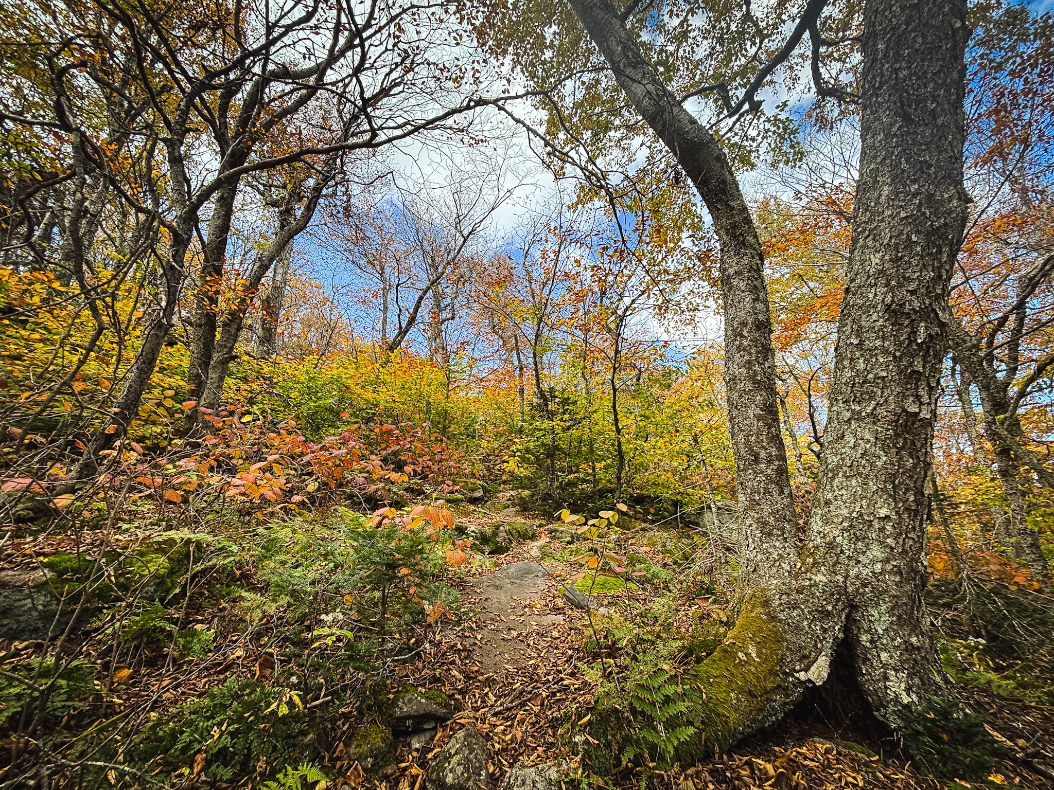 Catskills Fall Foliage 2024