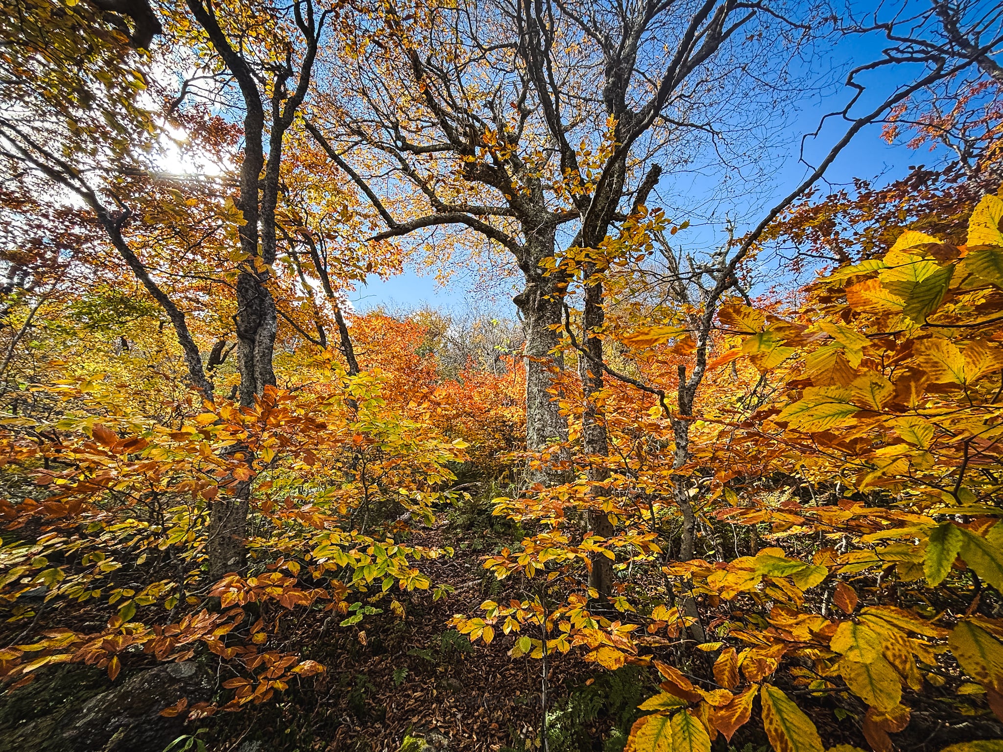 Catskills Fall Foliage 2024