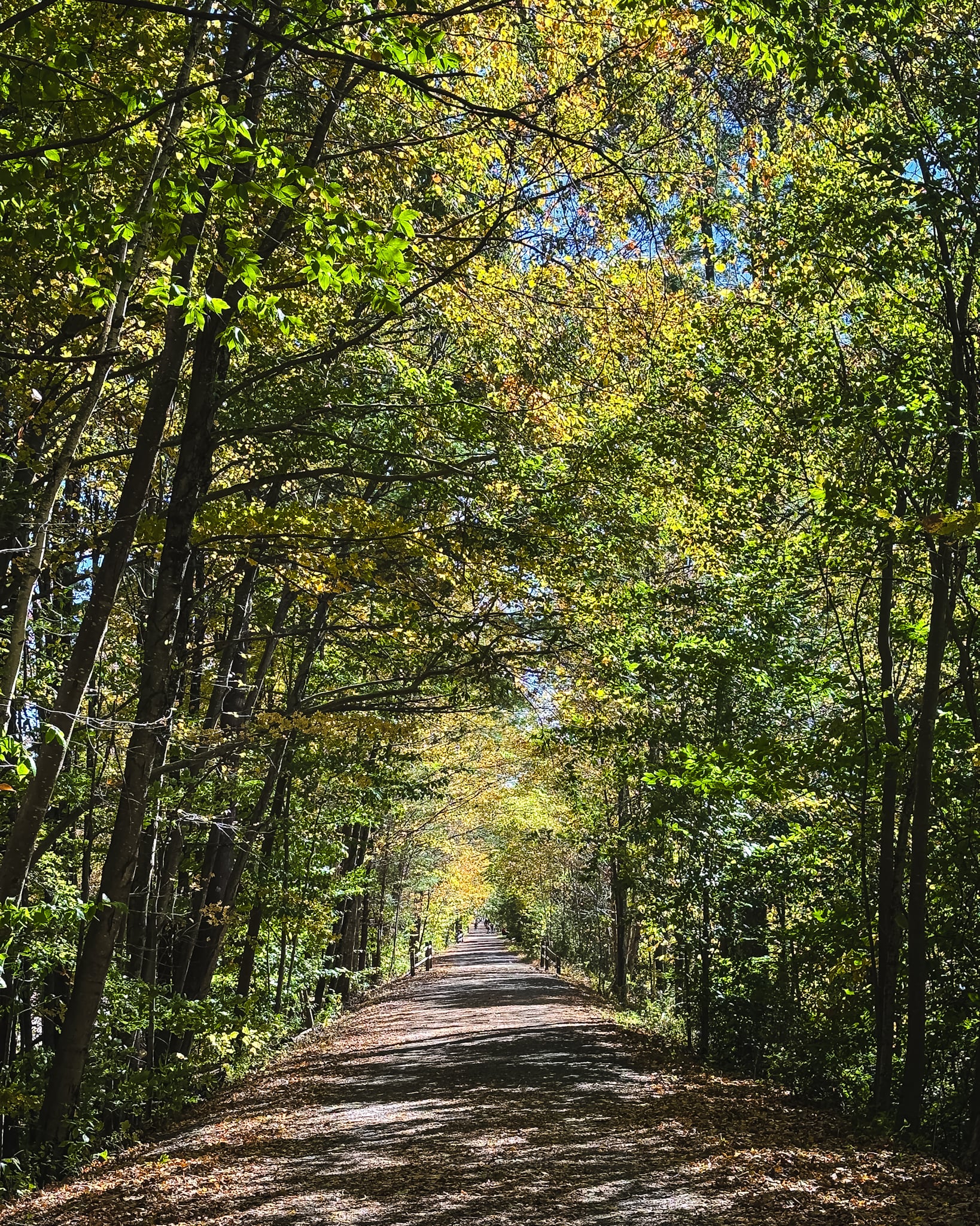 Catskills Fall Foliage 2024