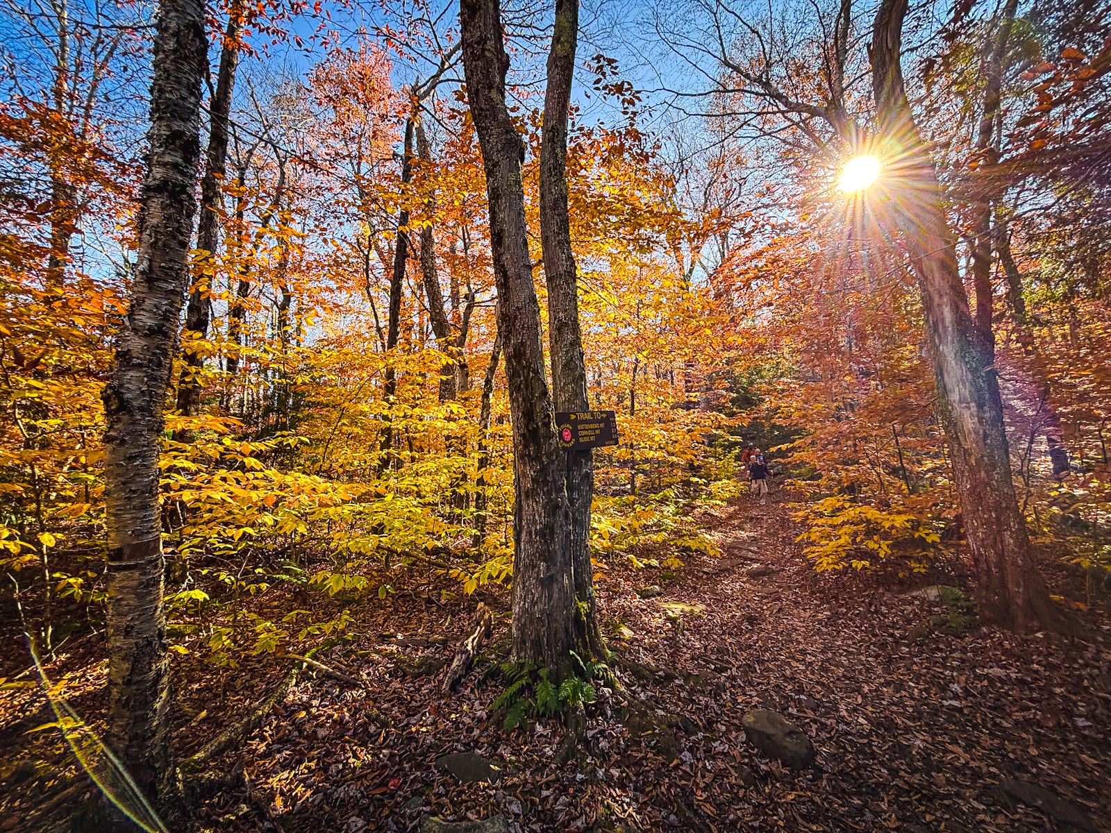 Catskills Fall Foliage 2024