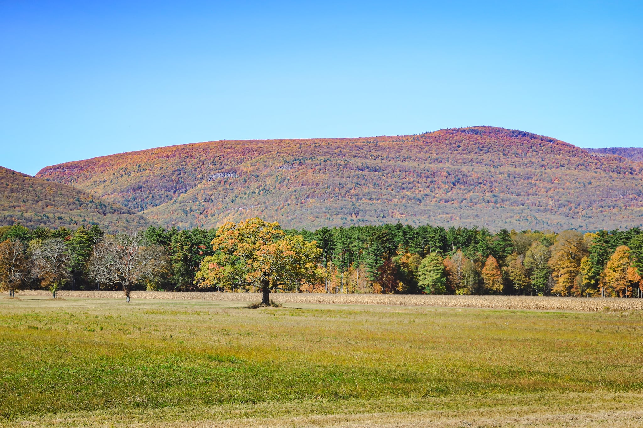Catskills Fall Foliage 2024