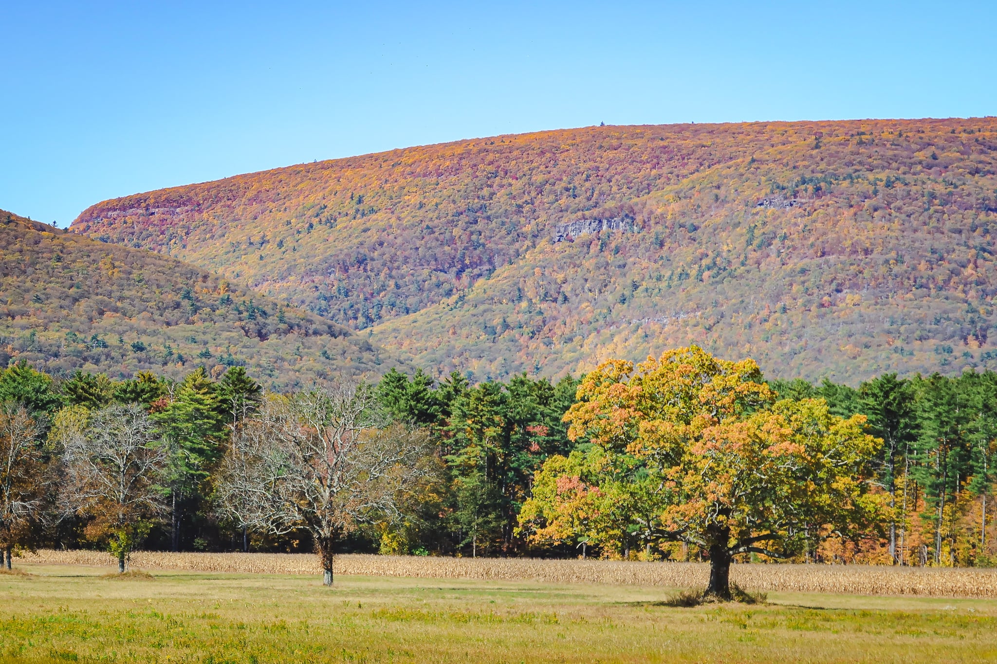 Catskills Fall Foliage 2024