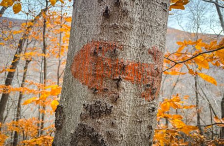 Orange paint blazes of the Van Benschoten Trail