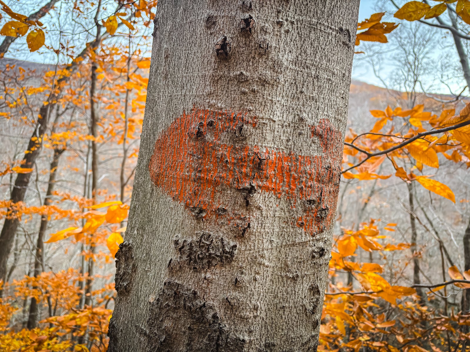 Orange paint blazes of the Van Benschoten Trail