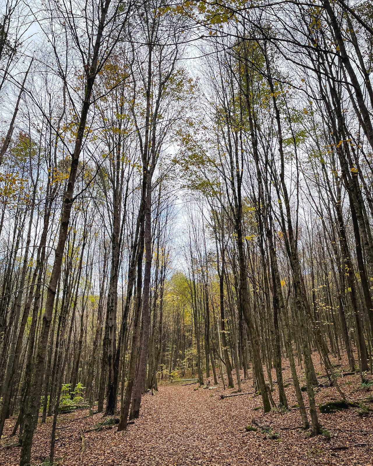 Bramley Mountain Fire Tower trail
