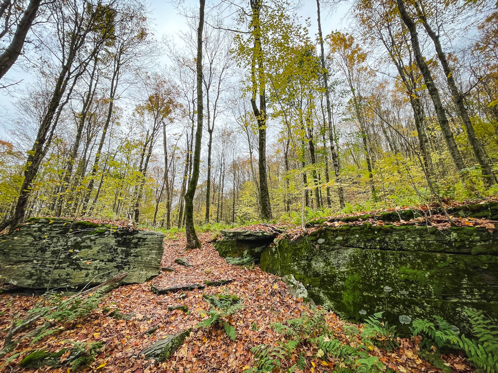 Bramley Mountain Fire Tower trail