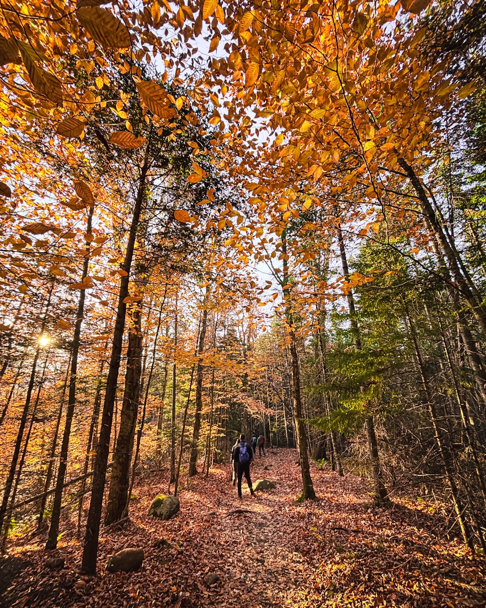 Adirondacks Fall Foliage 2025