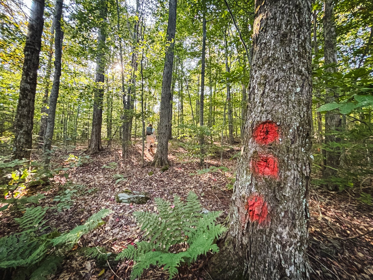 Bushwhack Panther Plane Wreck