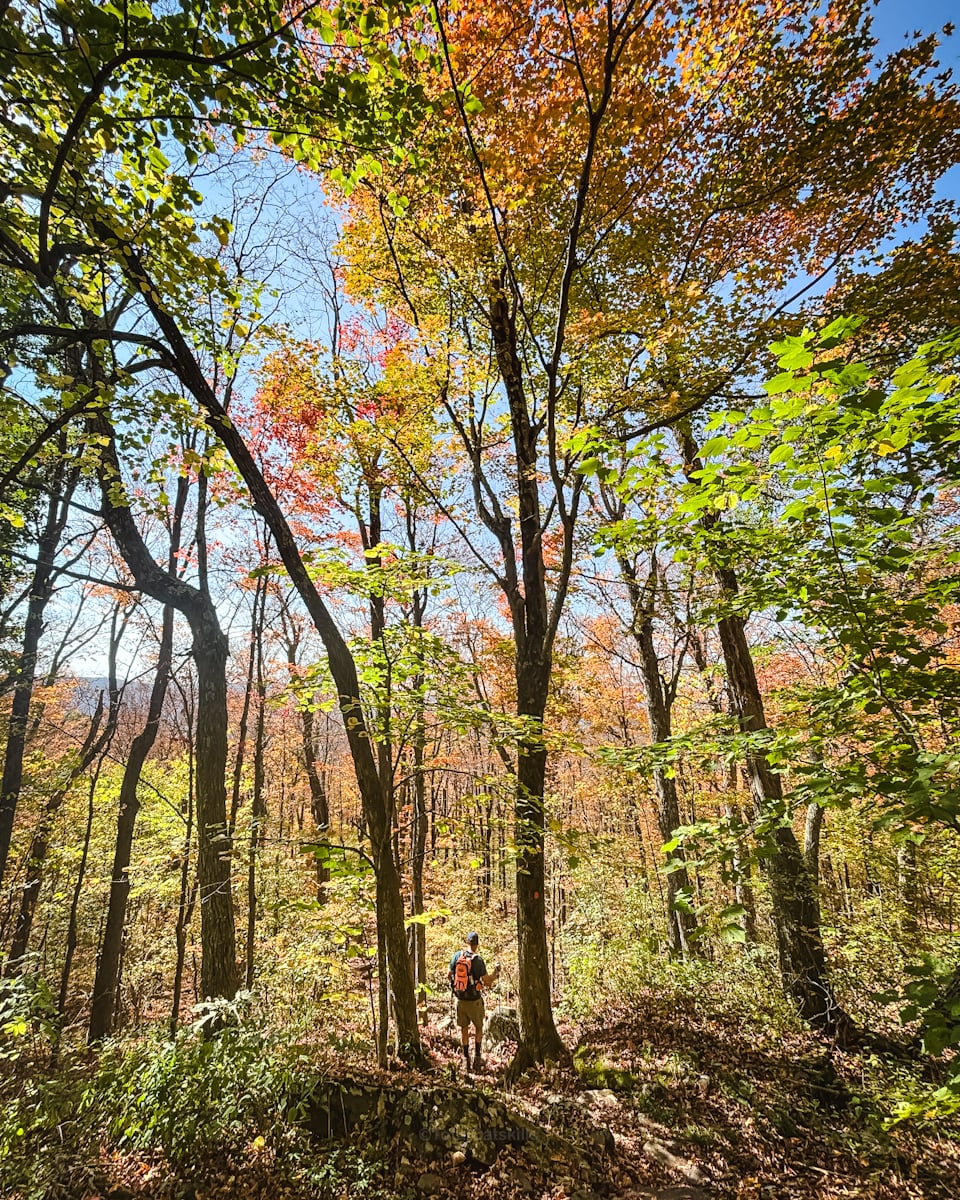 Catskills Fall Foliage Reports 2025