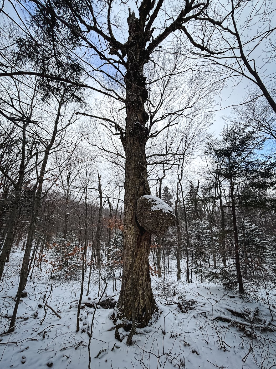 Kaaterskill High Peak in the Catskills low down