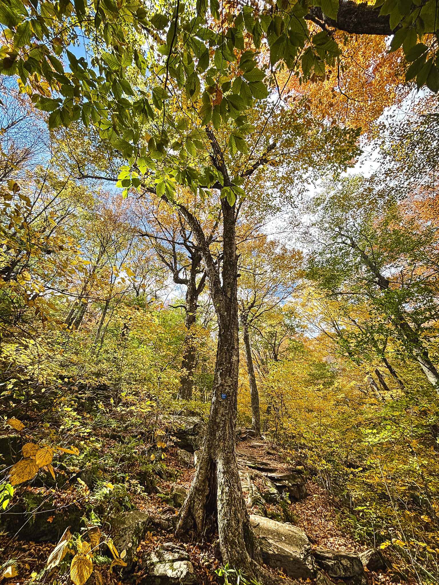 Catskills Fall Foliage 2026