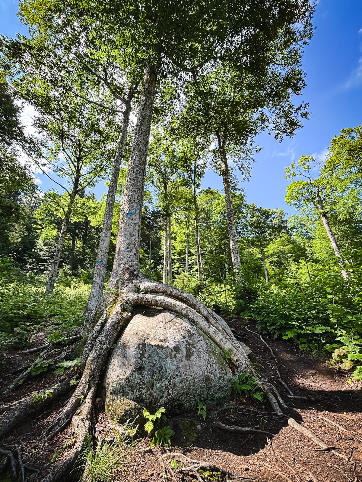 Goodnow Mountain Hiking Trail Adirondacks